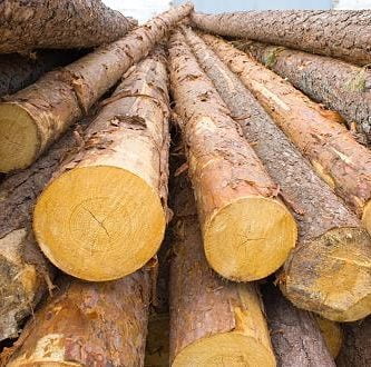 produto-atual-tora-de-pinus-1