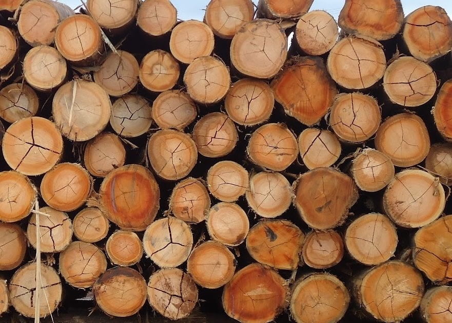 produto-atual-tora-eucalipto-1